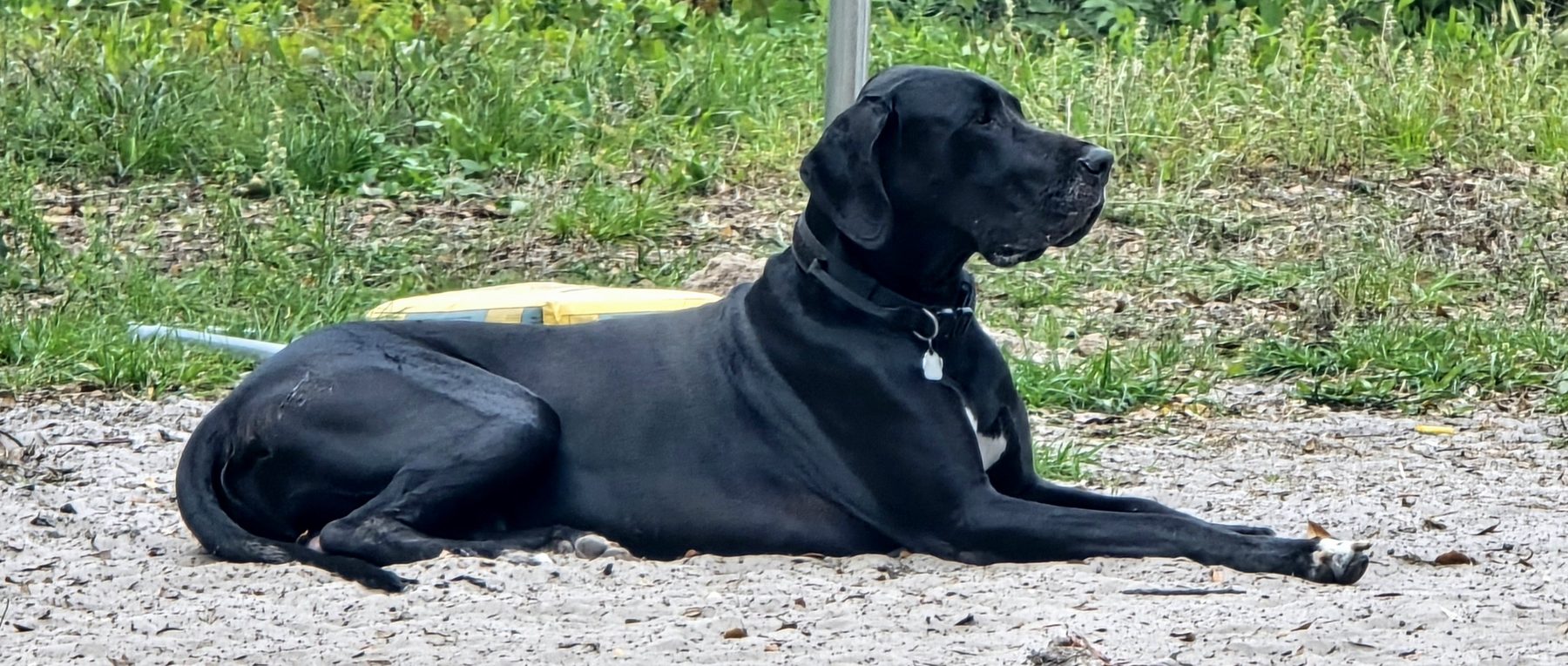 Stinker, a black Great Dane, King and Onyx's son