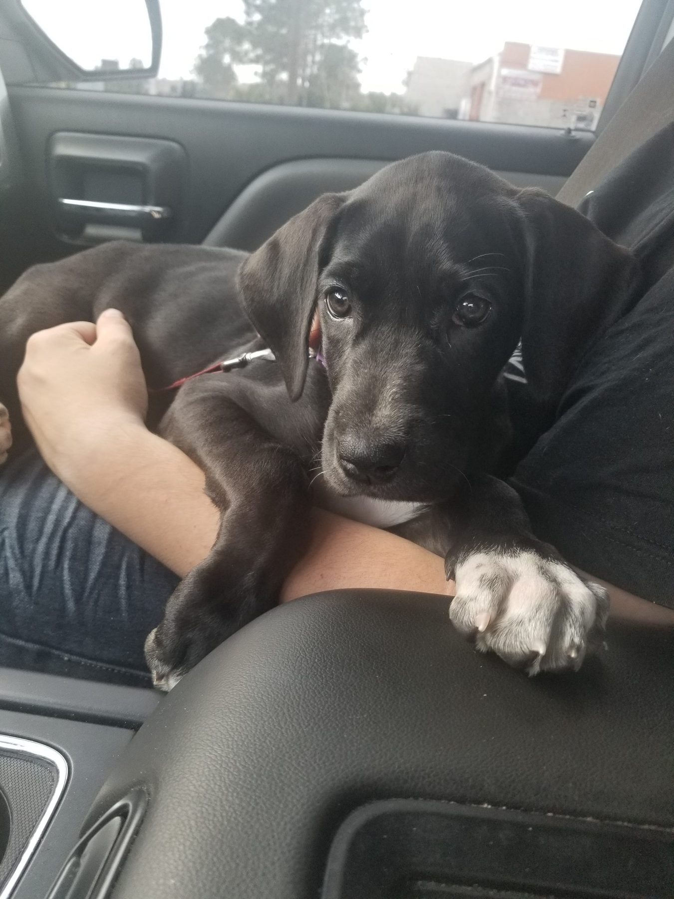 Onyx as a puppy in the truck, 2019