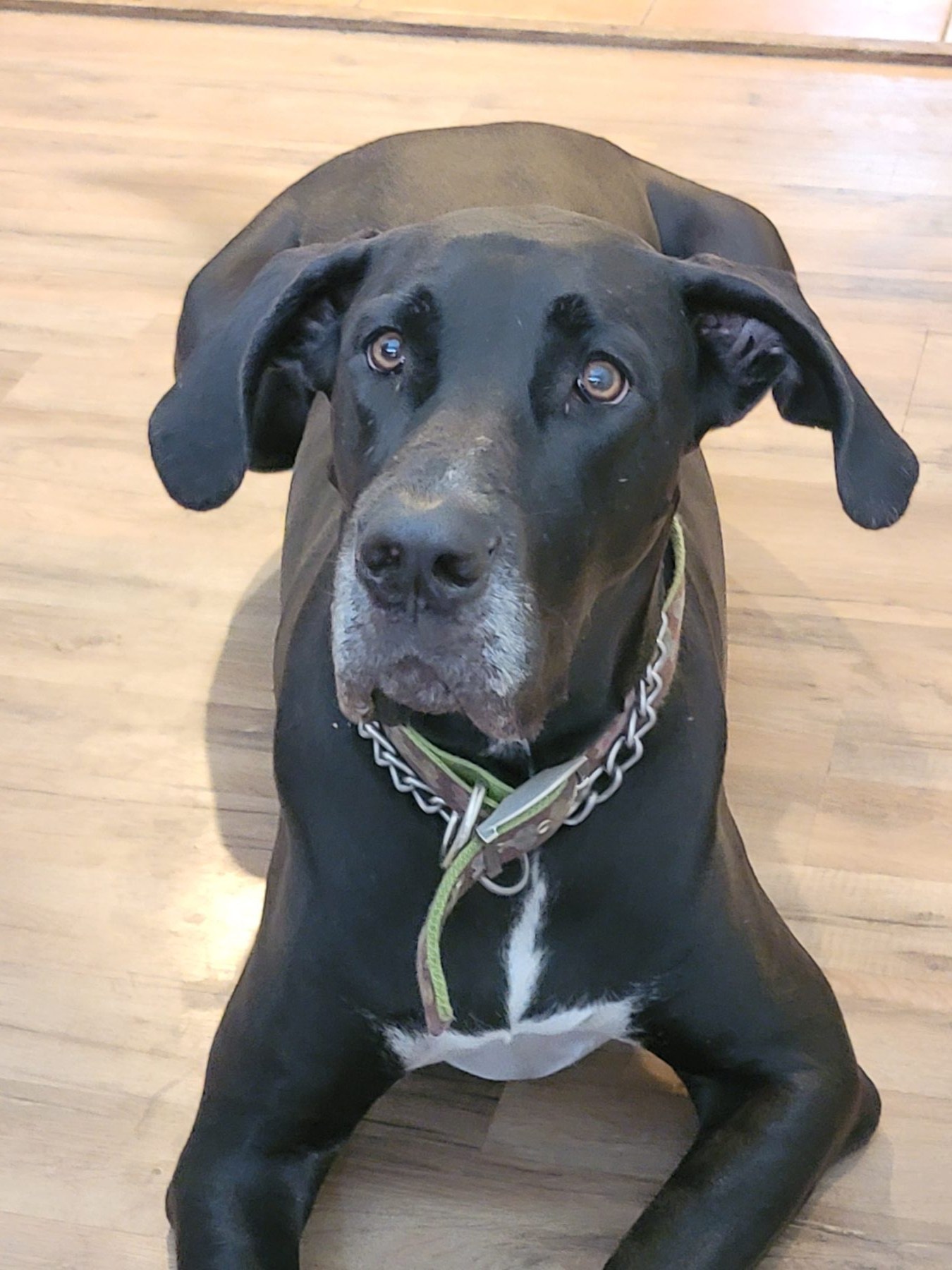 Onyx, a black Great Dane