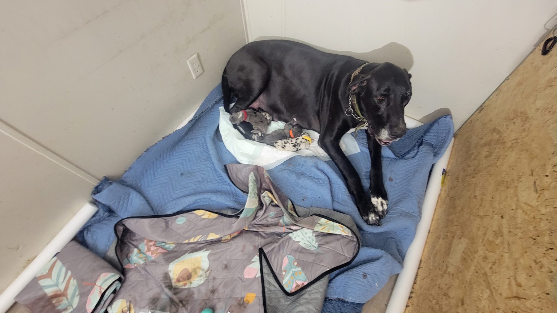 Onyx with her litter on a blue blanket, December 2023